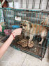 疯狂小狗 宠物狗狗零食火腿肠幼犬成犬训练奖励 混合香肠900g（低淀粉） 实拍图