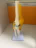 蓝蝶教学仿真人体膝关节功能模型附韧带骨骼医学功能展示 半月板交叉韧带活动膝盖 骨髌骨肩颈骨架骨科 人体膝关节 实拍图