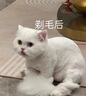 JCZS德国品牌宠物剃毛器狗狗电推剪理发器猫咪剃脚毛修剪器剪毛神器 【白色】四合一电推剪 晒单实拍图
