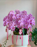 鲜花情大花蝴蝶兰盆栽带花盆【专人送花到家】乔迁送爸妈长辈同事盆栽 6株粉色蝴蝶兰-底盆随机可选A 今日达-同城配送到家-可预定 实拍图