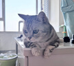 凯锐思天然猫粮成猫粮鱼肉蓝猫全价猫粮 【鲜肉双拼】升级2%冻干-12斤 实拍图