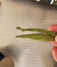 西知堂甜菊叶精选甜菊叶天然代糖菊叶干泡水泡茶养生花茶甜菊糖自营 实拍图