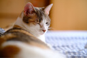 富士（FUJIFILM）XF56mm F1.2 R WR 大光圈定焦镜头 高速锐利丝滑 人像/商业/静物 全天候 实拍图