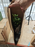 京云梦 清香木盆栽防蚊虫驱蚊草绿植桌面绿植清香胡椒木+塑料盆源头直发 实拍图
