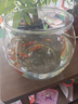高清鱼缸 生态缸桌面溪流缸迷你金鱼缸小型水族箱养鱼龟缸PET 超大号鱼缸【超清8K高透/摔不碎/久用不糊】 实拍图
