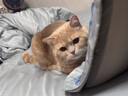 泰淘气狗狗猫咪宠物益生菌调理肠胃呕吐软便拉稀腹泻拉肚子专用30袋/盒 实拍图