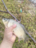 达亿瓦（DAIWA）一击 轻量鲤鱼鲫鱼草鱼罗非 进口鱼竿手杆 轻硬挺 休闲台钓 一击T 75.K（大物） 实拍图