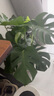 植男植女老桩龟背竹大盆栽客厅室内大型植物真绿植办公室新房好养源头直发 实拍图