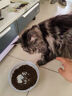 伯纳天纯鸡肉冻干肉松牛肉粒三拼美毛猫粮1.5kg 实拍图