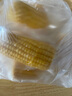 源漠优品有机甜糯黄玉米2025当季 内蒙古沙漠玉米黄金种植带 早餐粗粮杂粮 有机甜糯玉米家庭装1.76kg*1袋 实拍图