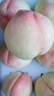 阳山水蜜桃 正宗无锡阳山水蜜桃白凤桃 时令水果桃子礼盒 一级果6-7两12个礼盒净重7.2斤 实拍图