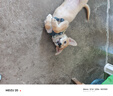 欢宠网猫咪驱虫项圈狗狗猫宠物狗猫圈除跳蚤猫猫幼猫小猫小狗体外去跳蚤 实拍图