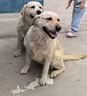 卫仕食荟冻干犬粮 狗干粮 幼成犬通用全价狗粮 12kg【原料透明】 实拍图