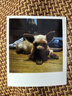 柯达（Kodak）MiniShot3 Era拍立得一次成像相机复古 家用便携手机照片打印机二合一 节日送礼结婚生日礼物 黑色套餐一（标配+60张相纸） 实拍图