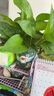 双盟绿萝盆栽除甲醛花卉绿植办公室新房净化空气 120款10盆源头直发 实拍图