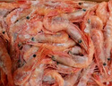 鲜京采 原装进口格陵兰北极甜虾刺身2斤装 90-150只/kg 即食 MSC认证 实拍图