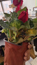 御春阁仙客来盆栽室内花卉 兔子花 花苗兔耳花萝卜海棠带盆带花带土发货 仙客来大红（带花苞）原盆原土 实拍图