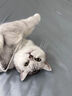 【京东快递】仙女逗猫棒猫咪玩具带铃铛逗猫神器耐咬羽毛逗猫棒 丝带蓝色款1支 实拍图