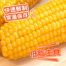 东北农嫂糯玉米甜糯香粘真空装黏玉米棒粒吉林产低脂主食可选有机 【爆款】黄糯大棒2.3kg*1袋约8穗 实拍图