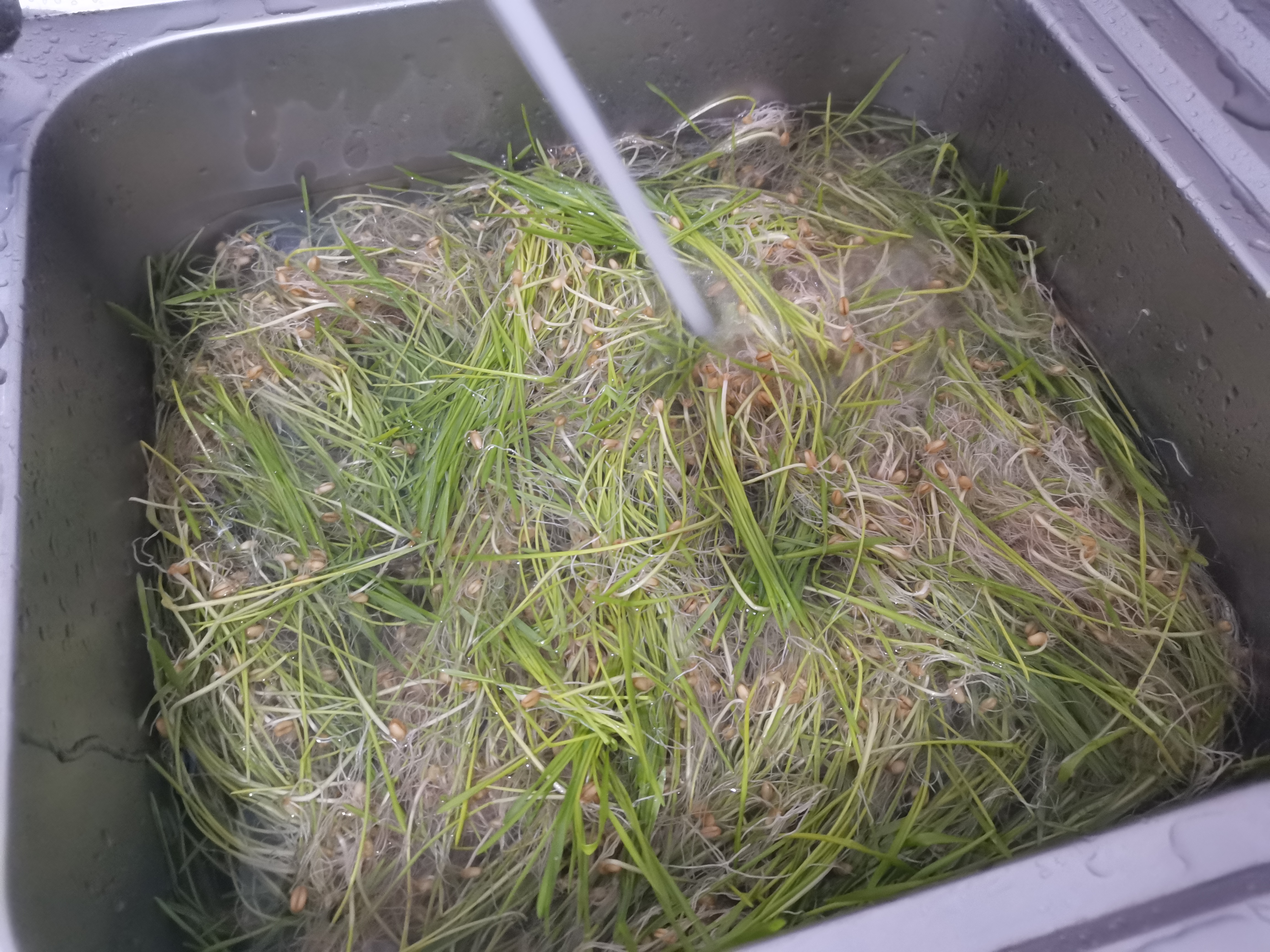 北蔬 小麦草种子种苗水培小麦苗猫草蔬菜种籽 小麦草芽苗菜种子500g 实拍图