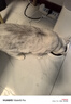 小佩智能自动喂食器SOLO白色 猫碗猫狗喂食器定时定量猫咪自动投食器 实拍图