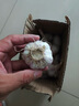 春平赋2025年新鲜大蒜头现挖新蒜紫皮大蒜批发鲜蒜红皮蒜糖醋湿蒜 2斤装含箱 1000g 【果径4-5cm] 实拍图