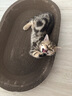 【京东物流】猫抓板磨爪猫窝一体耐磨不掉屑超大号猫玩具猫咪用品 椭圆巨无霸+猫薄荷 实拍图