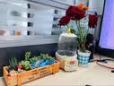 花艺萌多肉植物组合盆栽含盆含土创意diy拼盘花盆 小多肉仙人掌仙人球 小桥流水 含盆 实拍图