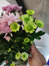 【七彩小雏菊】鲜切花混搭混色多头鲜花插瓶水养花期长七夕礼物 绿色小雏菊50CM5枝 实拍图