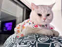 阿莫尔猫咪衣服夏季薄款网纱飞袖裙可牵引金渐层布偶幼猫宠物狗狗防掉毛 蘑菇飞袖裙 L(建议8-10斤具体参考胸围背长) 实拍图