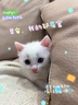 妙洁胶棉拖把33cm杆长137共2头对折式大懒人家用一拖净免手洗海绵 实拍图