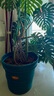 爱丽思（IRIS）特大号圆形花盆种树庭院超大加厚大盆景树木无花果蓝莓果树种植盆 20号绿色 约80L(口径60cm) 实拍图