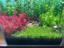 疯狂水草生态鱼缸水草泥造景水草缸底砂免洗底沙水藻泥3L水草专用泥基肥 实拍图