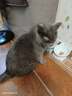 鳥語花香宠物烘干箱御风H5猫咪全自动狗狗洗澡吹风烘干机家用吹水机 实拍图