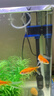 格池（GRECH）格池潜水泵抽水泵CQJ-500G款 2.5W 净水增氧过滤泵三合一过滤水泵 实拍图