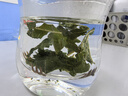 福东海 桑叶茶300克 霜打桑葚叶新鲜霜后冻干老桑树叶冻桑叶干茶叶 实拍图