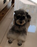 汉优狗粮 发酵成犬粮泰迪雪纳瑞拉布拉多萨摩耶比熊哈士奇全价狗干粮 发酵成犬8kg 成犬 全犬种通用 实拍图
