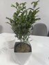 京云梦 清香木盆栽防蚊虫驱蚊草绿植桌面绿植清香胡椒木+塑料盆源头直发 实拍图