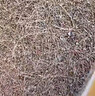大自然山棕床垫非椰棕垫 偏硬护脊棕榈床垫1.8x2米可定制榻榻米床垫子A2 7CM【85％用户首选】 150*200 实拍图