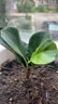 重瓣茉莉花盆栽浓香型南方四季开花带盆驱蚊绿植花卉室内阳台庭院 茉莉5~6棵带花苞发货【不含盆】 实拍图