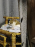 网易严选 宠爱相伴全价猫粮 居家宠物主粮幼猫成猫全价粮猫咪食品 1.8kg 实拍图