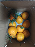 正宗四川不知火丑橘新鲜整箱水果应当季粑粑丑八怪柑橘耙耙桔子 老农亲选果【75-85mm】 9斤 实拍图
