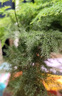 开时果 文竹盆栽桌面摆件盆景 办公室植物竹子水培绿植盆景源头直发包邮 舍得紫砂盆+苔藓+底托 实拍图