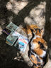 皇家成猫猫粮 泌尿道呵护 U31 1岁以上  50g*3 实拍图