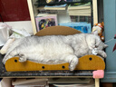 网易严选猫罐头主食罐全价无谷湿粮发腮增肥主食罐 三文鱼味85g*6罐 实拍图