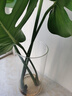 奇敬 玻璃花瓶富贵竹龟背竹水培插花瓶花艺摆件落地大花瓶餐桌花瓶 【口径15x高30cm】厚度均匀 高硼硅玻璃 实拍图