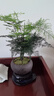 幼薇文竹盆栽植物室内绿化四季迷你办公室绿植摆件桌面好养创意小盆景 文竹+舍得小紫砂盆+圆形底盘 带盆栽好 实拍图