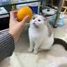 维倍思绿十字猫草片  维倍思VET'S BEST 美国进口猫咪化毛球片 60片 实拍图