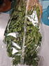 带根香菜100g 实拍图