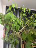 锐本花卉杀虫剂喷雾植物土壤月季花草红蜘蛛蚜虫小飞黑除虫神器500ml  实拍图